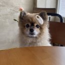 레시즌
