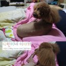 다민동물병원 이미지