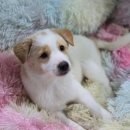 조재진 동물병원 이미지