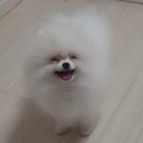 까치복사 이미지