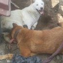 엄마는장금이 이미지