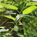 나리목장2 이미지