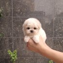 아이러브독 애견미용실 | 구월동 강아지분양 아이러브독 인천점