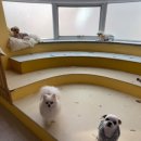 멍테소리 이미지