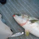 복사초등학교2 이미지