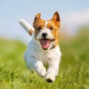 길음동물병원 이미지