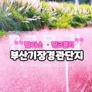 치유의 바람 | 부산 10월 명소 기장 광산마을 팜파스 핑크뮬리 카페바람 경관단지 주차 정보
