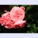 곡성-245 이미지