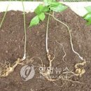 뿌리 연합뉴스