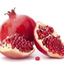 석류애견 이미지