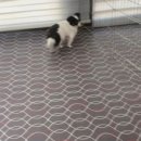 멍뭉이 이발소 이미지