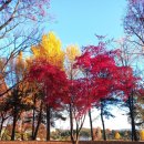 화랑대역사 | 2025년 가을의 절정 포착! 손형호 작가, 노원구 화랑대 철도공원 단풍 사진전 포스팅 🍁