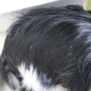 가진개 | 강아지 개비린내 제거 샴푸 추천｜천연 프레쉬도그샴푸 후기