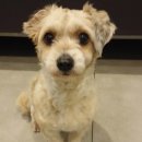 24시스마트동물메디컬센터 이미지