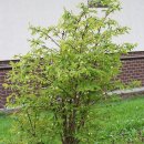 댕댕이네 이미지