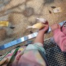 파랑새장 | 동탄 실내 동물원 주렁주렁 가볼만한곳 두돌 네돌 아이랑 가본 후기