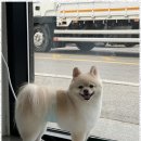 오쿠숑 이미지