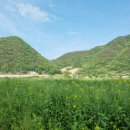 옥천(부산방향)휴게소(건강기능식품) | 5/1 옥천 친수공원 유채꽃 개화 상태 및 금강 당일치기 노지 캠핑 w/ 스노우라인 새턴 패밀리