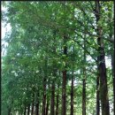 겨울연가 동상 이미지