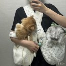 고양이집사 | 광주고양이미용ㅣ고양이집사 무마취미용 2회차 후기