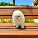 아르르펫 이미지