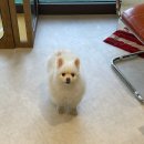 솜이 펫살롱 이미지