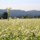 메밀영농조합법인 이미지