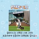 큰곰유치원 | 🐾 성남 강아지 유치원 후기 ✨ 라드독 노즈워크는 이렇게 다릅니다