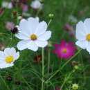 코스모스 민박 이미지