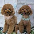 도그 블라썸 이미지