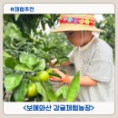 감귤향기 | 제주감귤체험 가을 청귤따기 보메와산감귤체험농장