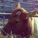 사슴방목장 이미지