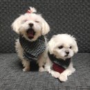 대박이2 이미지