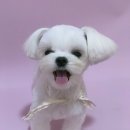 모든애견미용실 이미지