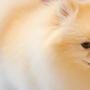 핫도그 애견 이미지