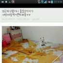 초림 Daum카페