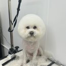 도루몽실 이미지