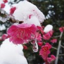 눈속에피는꽃 이미지