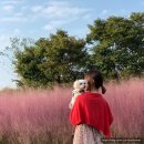 하단동1104 | 강아지와 함께 핑크뮬리 구경 : 부산 을숙도 / 경남 의령 / 울산대공원 / 경주 첨성대