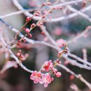 광양농협 건너 버스정류장 | 구례 가볼만한곳 화엄사 홍매화 셔틀버스 주차