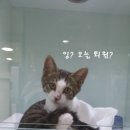 고양이 후추