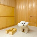 포포애견펜션 이미지