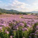 자연과 사람이 동행하는 가을음악회 | 벌개미취와 구절초가 만나면 더 예쁜 이유! 보랏빛 가을꽃 여행 리얼후기｜숨은 명소부터 축제·맛집까지
