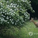 김종식목장 연합뉴스