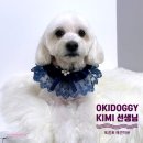 도기그루밍 | 토론토 강아지미용 오키도기(OKIDOGGY) Kimi선생님...피어프리 그루밍 미용, 스파 잘하는곳 후기(20...