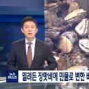 밀려든 장맛비에 민물로 변한 바닷물…전복도 폐사 이미지