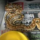 쩡글 | 쩡글후기