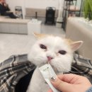 나의집사