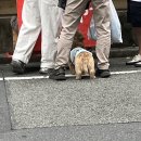 핍스커피 | 5월의 도쿄 자유여행 4일차 - 카와미야 함바그,메시야 히로키 클럽