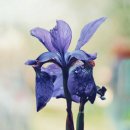 한붓꽃그림 이미지